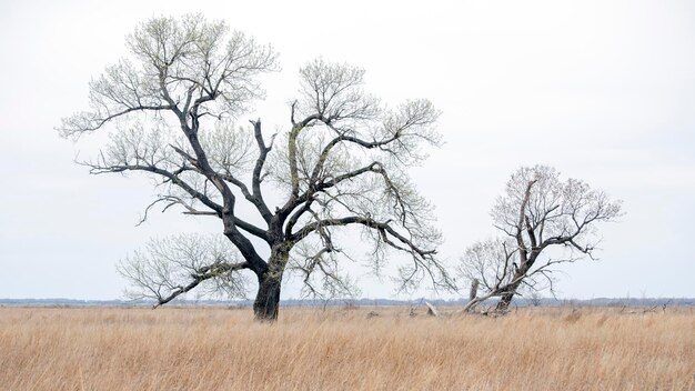 Foto twee kale katoenbomen in de prairie van kansas.