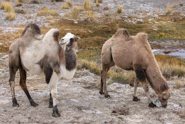 Twee kamelen met twee bulten grazen in de bergsteppe van de kwelder