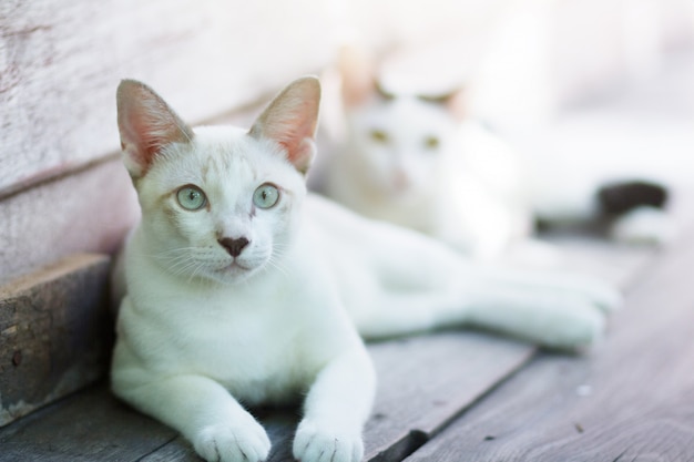 Twee Katjeskatten die en op houten terras met zonlicht zitten genieten van