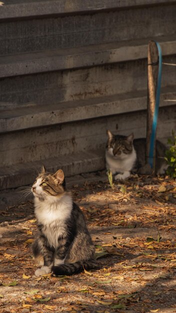 Foto twee katten bij het hek.