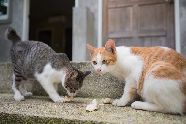 Twee katten die op de vloer eten