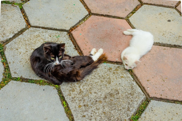 Twee katten die op een tegelvloer liggen, waarvan er een wit is en de andere wit.