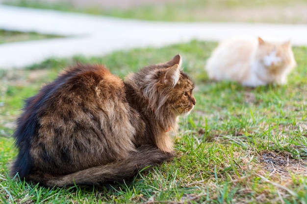 Twee katten die op groen gras zitten. Zwerfkatten buitenshuis. Dieren, huisdieren in het park