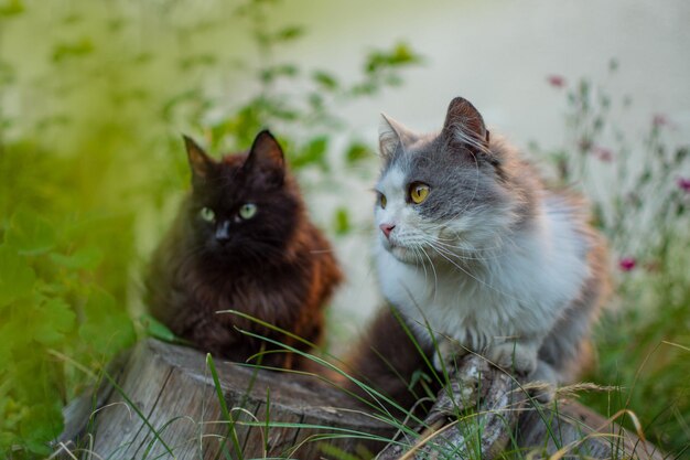 Foto twee katten in de tuin. zwarte en grijze katten ruiken de bloem in een kleurrijke bloeiende tuin. twee katten die in de tuin rusten
