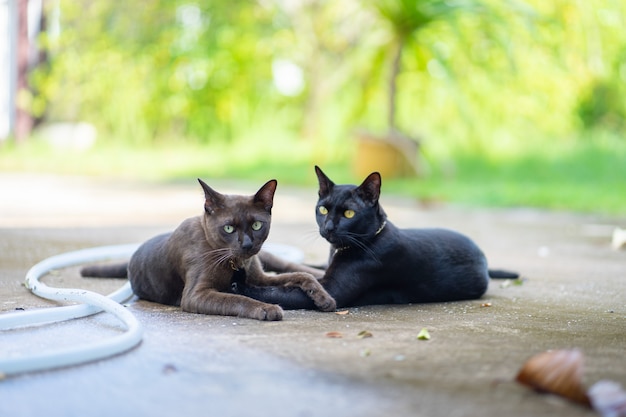 Twee katten in de tuin