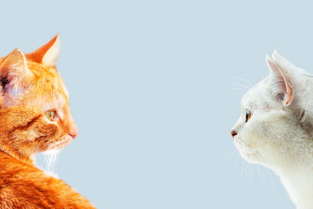 Twee katten kijken elkaar aan