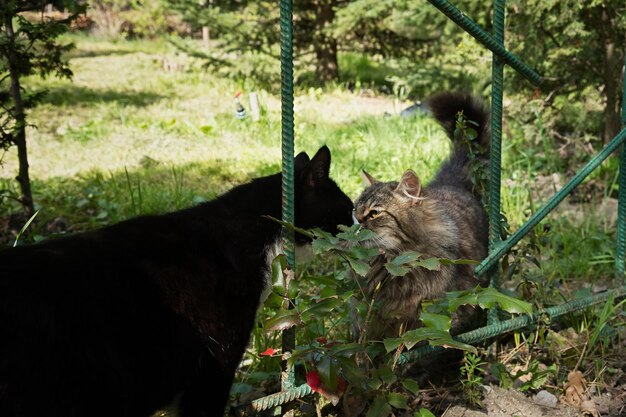 Foto twee katten kussen