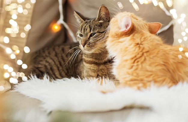 twee katten liggen op de bank met schapenvel thuis
