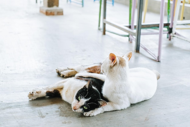 Foto twee katten liggen op de grond en knuffelen elkaar.