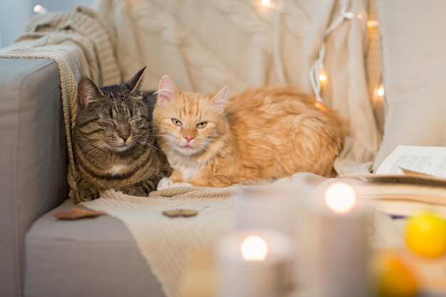 Twee katten liggen thuis op de bank.