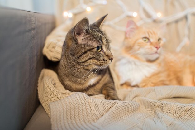 Twee katten liggen thuis op de bank.