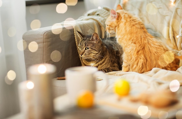 Twee katten liggen thuis op de bank.