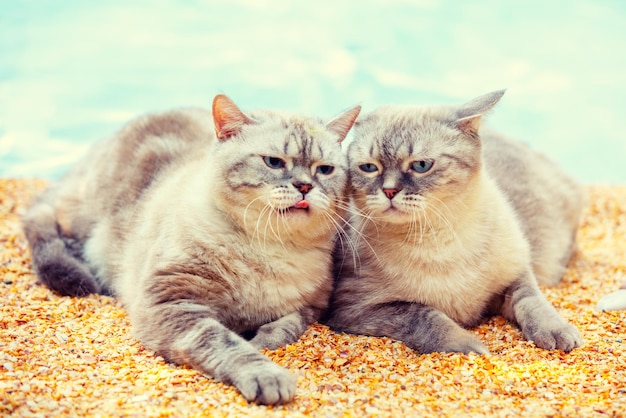 Twee katten ontspannen op het strand