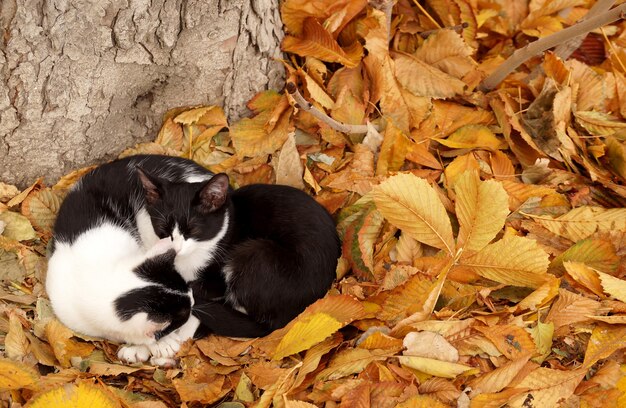 Twee katten op de herfstbladeren