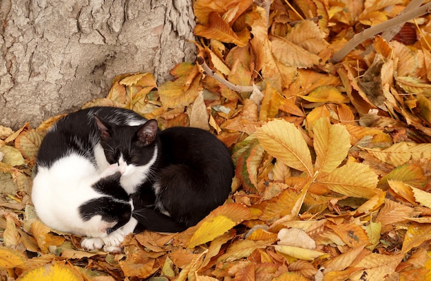 Twee katten op een tapijt van herfstbladeren