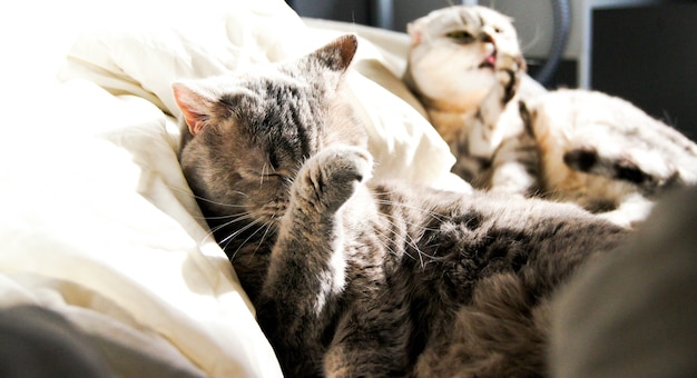 Foto twee katten van brits en schots ras worden synchroon gelikt en wassen hun poten