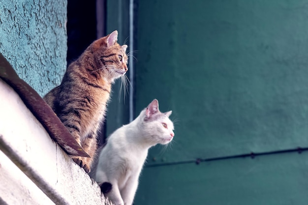 Twee katten zitten bij de ingang van de zolder van een landhuis