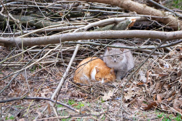 Twee katten zitten in een stapel takken waarvan de ene oranje is en de andere hoog oranje