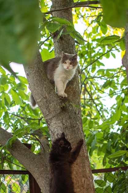 Twee katten zitten op een boom in een groene tuin twee katten op boom verborgen in bladeren