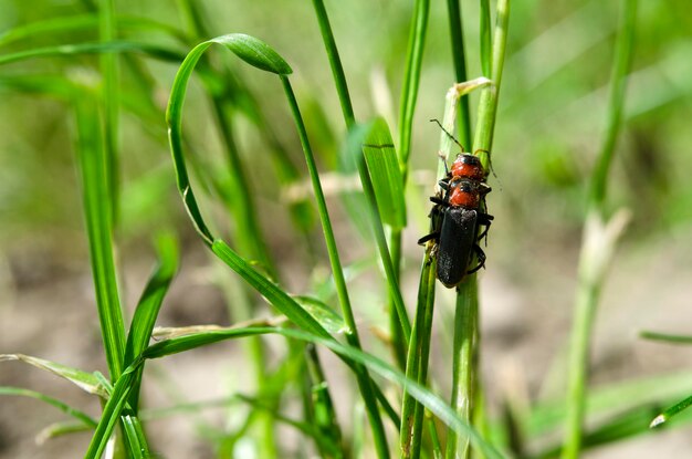 Twee kevers in het gras verwerken paring in het wild