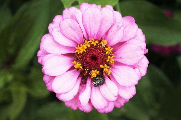 Twee kevers spelen op een chrysantenbloem