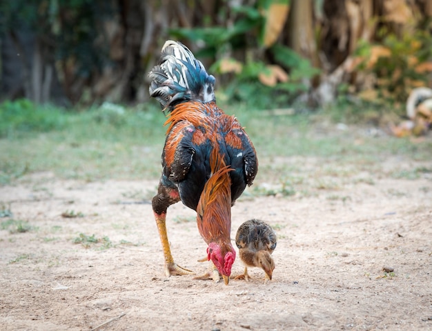 twee kip eet rijst op de grond, vader en zoon