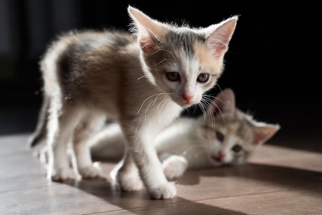 Twee kittens op de houten vloer. De een liegt en de ander loopt dichter naar de camera toe. Nieuwsgierige huisdieren. Detailopname.