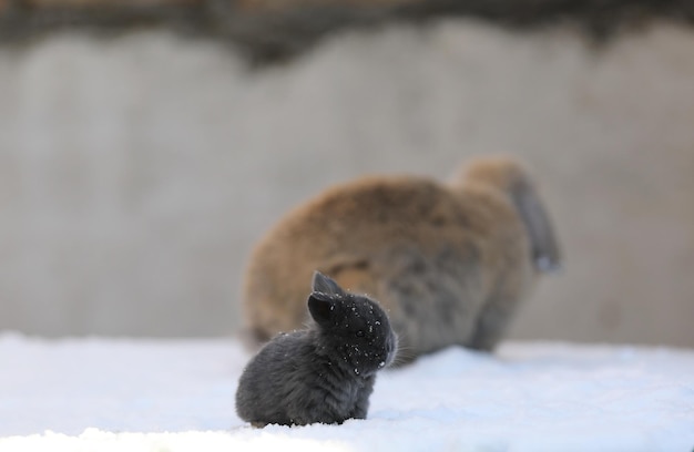 twee kleine bruine konijnen op de sneeuw