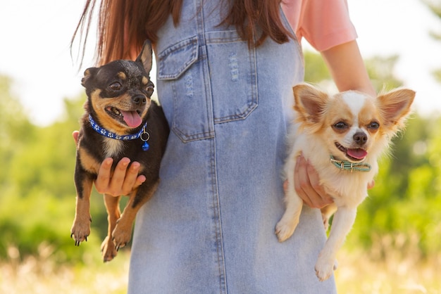 Twee kleine Chihuahua-honden in de armen van een meisje Witte en zwarte hond Dieren huisdieren