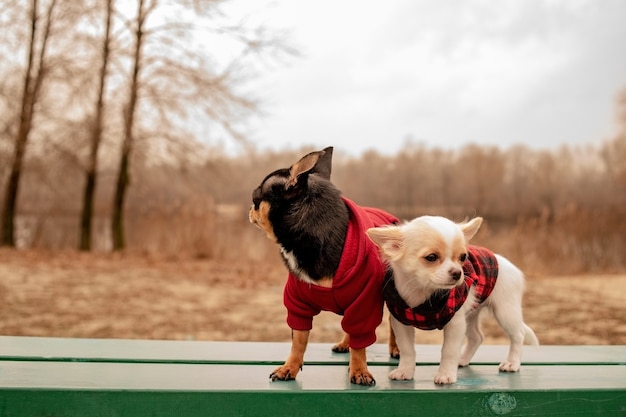 Twee kleine chihuahuahonden op bank. leuke huisdieren buitenshuis. chihuahuahonden op bankje in kleren.