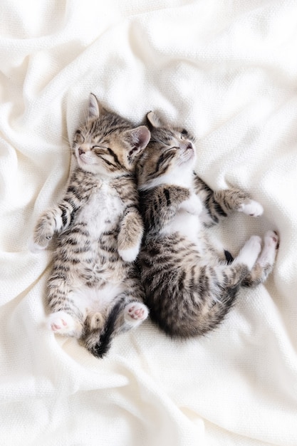 Twee kleine gestreepte binnenlandse kittens slapen thuis liggend op bed witte deken grappige pose. schattig