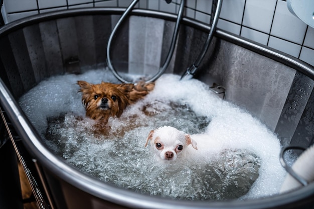 Twee kleine honden in een verzorgingssalon krijgen een spa-behandeling van hoge kwaliteit foto