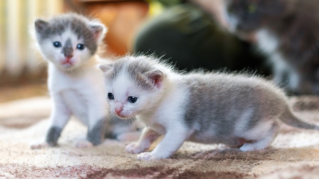 Twee kleine katjes in de kamer zetten de eerste stapjes