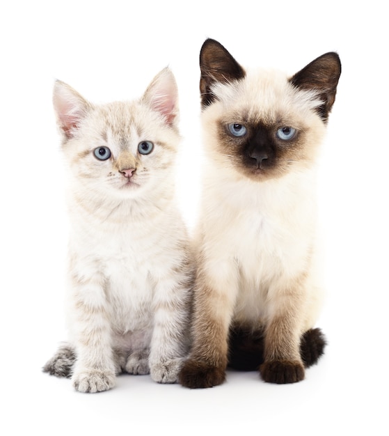 Twee kleine katjes op een witte achtergrond.