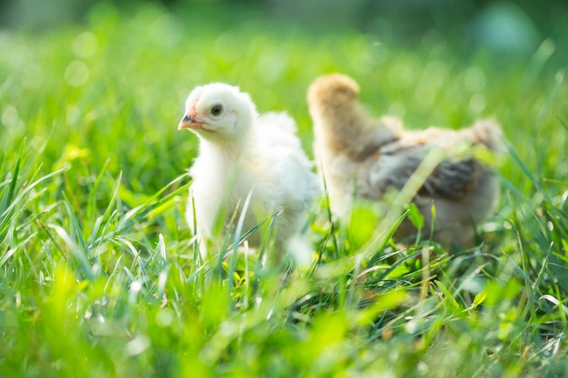 Twee kleine kippen in het gras, brahma-ras