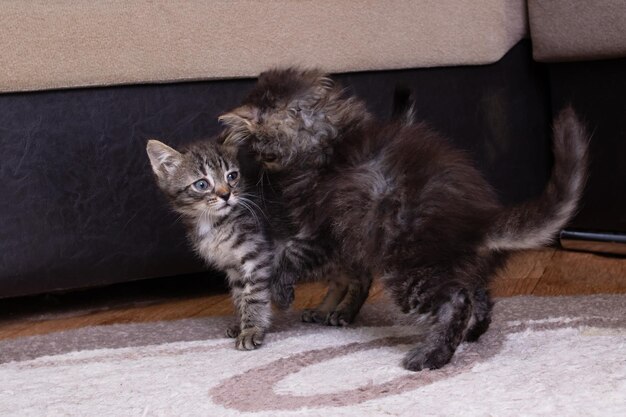 Twee kleine kittens die thuis aan het spelen zijn