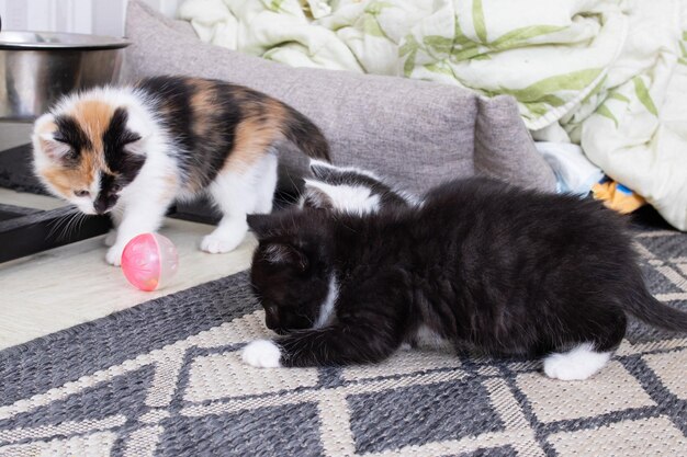 Twee kleine kittens spelen op het tapijt