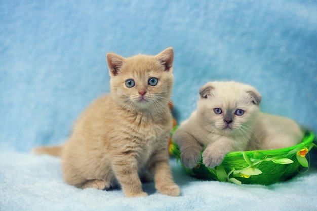 Twee kleine kittens