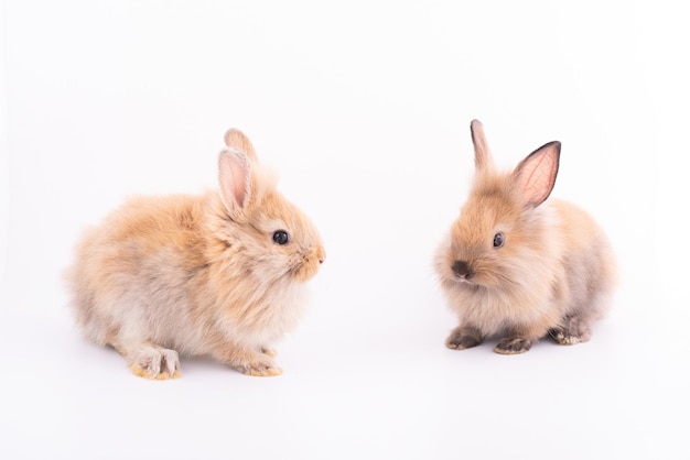 Twee kleine konijnen geïsoleerd op een witte achtergrond