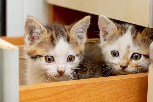 Twee kleine mooie kittens zitten in de keuken in een doos Interessante en grappige katten