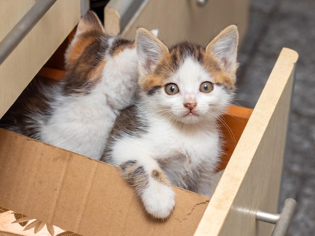 Twee kleine mooie kittens zitten in de keuken in een doos Interessante en grappige katten