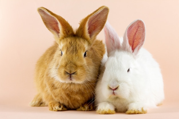Twee kleine pluizige konijnen op een pastel roze muur.