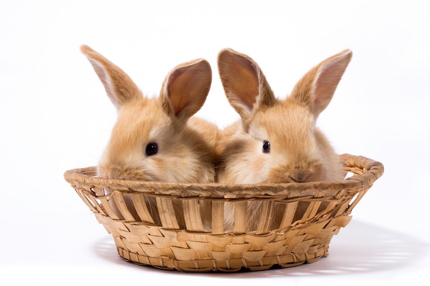 Twee kleine pluizige rode konijnen in een mand, isoleren, paashaas