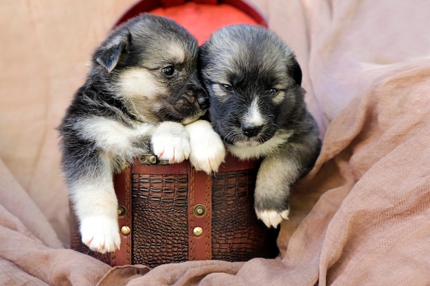 Twee kleine puppy's in een geschenkdoos