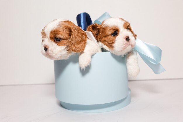 Twee kleine puppy's met veelkleurige strikken in een zachtblauwe doos op een witte achtergrond