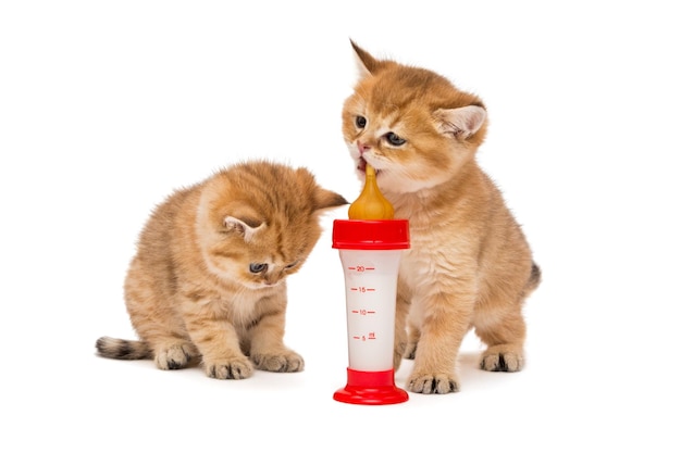 Twee kleine rode kitten en fles melk