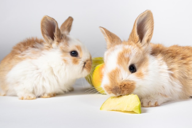 Twee kleine rode pluizige konijnen eten gele appels op een witte achtergrond