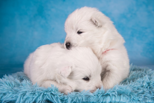 Twee kleine schattige witte samojeed puppy's van een maand oud op blauwe achtergrond