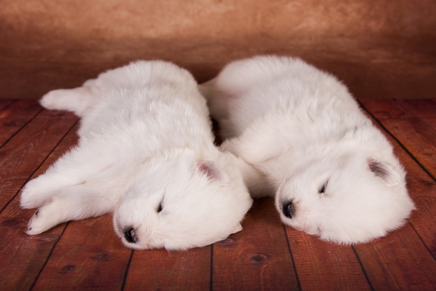 Twee kleine schattige witte Samojeed puppy's van een maand oud