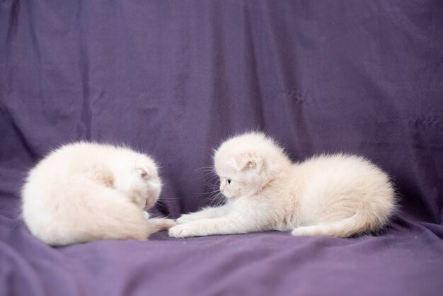 Twee kleine Schotse de babymelkkleur van de vouwenkat spelen